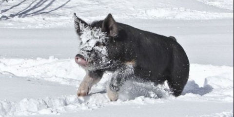 Kako čuvati svinje zimi